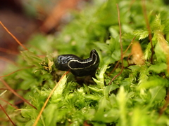 Microplana terrestris