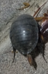 Polyphaga aegyptiaca
