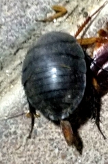 Polyphaga aegyptiaca