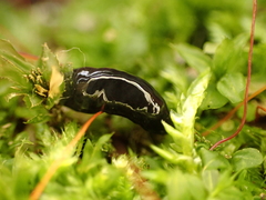 Microplana terrestris
