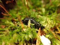 Microplana terrestris