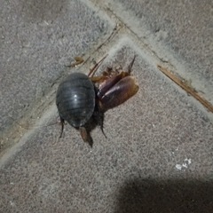 Polyphaga aegyptiaca