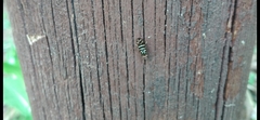 Pterotaenia