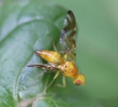 Strauzia longipennis