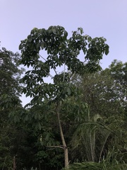 Pseudobombax grandiflorum