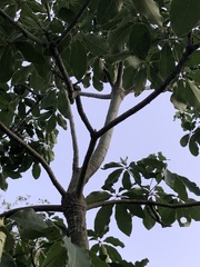 Pseudobombax grandiflorum