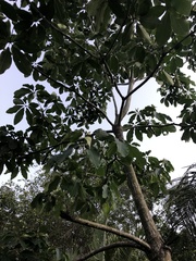 Pseudobombax grandiflorum