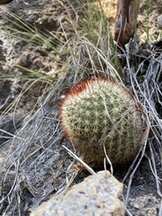 Mammillaria jaliscana jaliscana