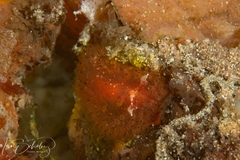 Madrella ferruginosa