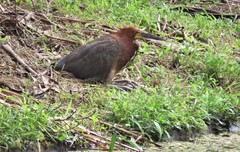 Tigrisoma lineatum