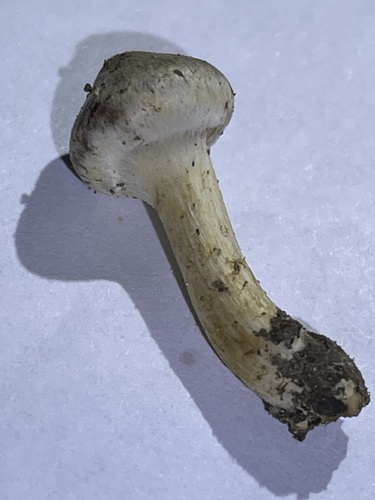 Hebeloma excedens