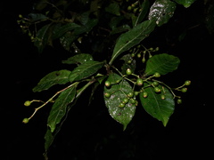 Psychotria orosiana