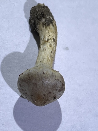 Hebeloma excedens (Photo 2 of 4)