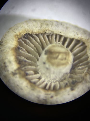 Hebeloma excedens (Photo 3 of 4)