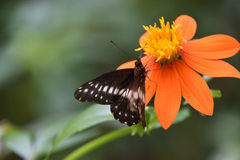 Catasticta flisa flisa