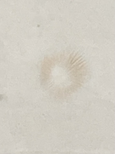 Hebeloma excedens (Photo 4 of 4)