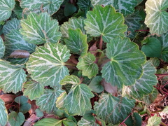 Saxifraga stolonifera