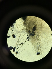 Aspergillus niger