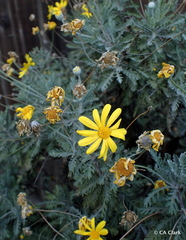 Euryops pectinatus