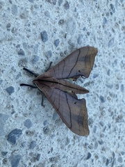 Marumba cristata bukaiana