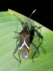 Leptoscelis conspicuus