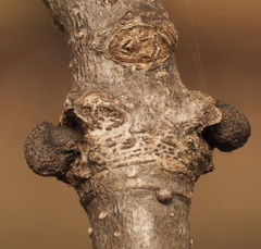 Andricus indistinctus