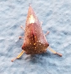 Telamona monticola