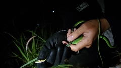 Ahaetulla mycterizans