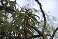 Pachypodium lamerei image