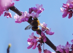 Xylocopa virginica texana