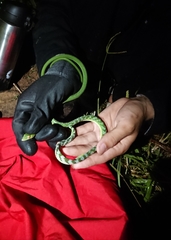 Ahaetulla mycterizans