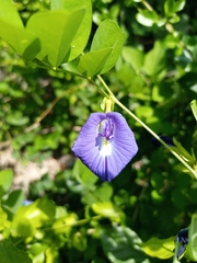 Clitoria ternatea