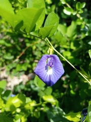 Clitoria ternatea