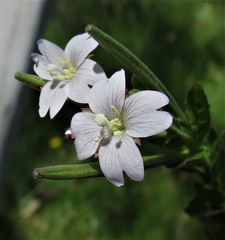Epilobium gunnianum