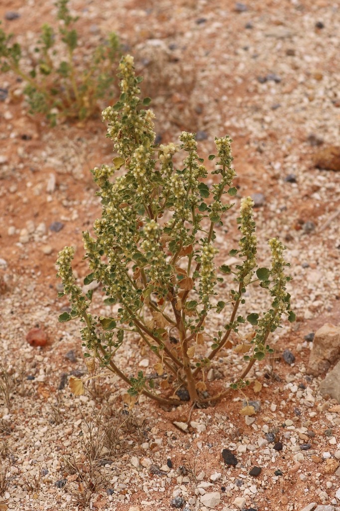 Lawrencia densiflora