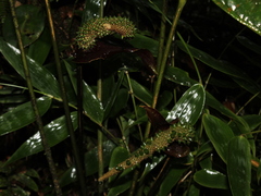 Anthurium watermaliense