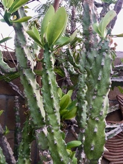 Euphorbia royleana