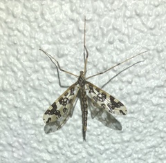 Mischoderus annuliferus