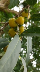 Diospyros montana