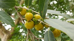 Diospyros montana