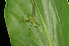 Engonia