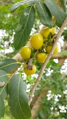 Diospyros montana