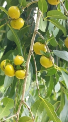 Diospyros montana