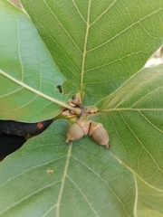 Quercus jonesii