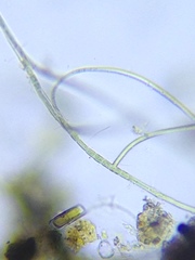 Hapalosiphon hibernicus