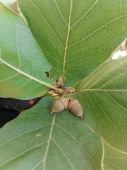 Quercus jonesii