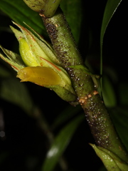 Columnea consanguinea