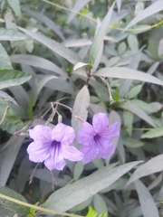 Ruellia simplex
