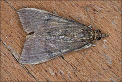 Uresiphita ornithopteralis