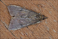 Uresiphita ornithopteralis